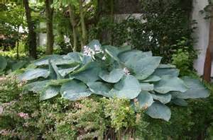 HOSTA EMPRESS WU #1/7" PW