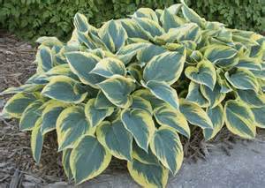HOSTA FIRST FROST #1