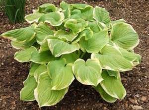 HOSTA FRAGRANT BOUQUET #1