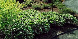 HOSTA FRANCES WILLIAMS #1