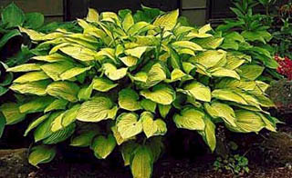 HOSTA GOLD STANDARD #1