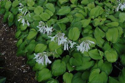 HOSTA GUACAMOLE #1
