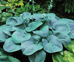 HOSTA HUMPBACK WHALE #1