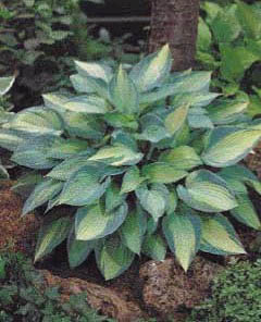 HOSTA JUNE #1