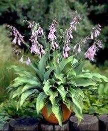 HOSTA KROSSA REGAL #1