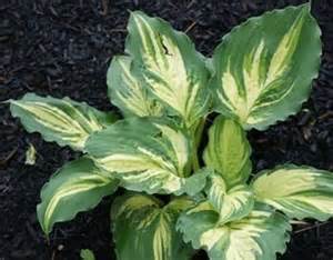 HOSTA LAKESIDE BANANA BAY #1