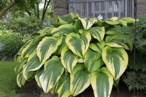 HOSTA MON AUREOMARGINATA #1