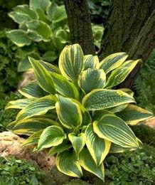 HOSTA MON AUREOMARGINATA #5