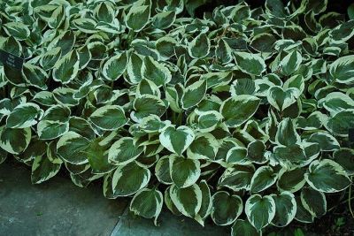 HOSTA PATRIOT #1