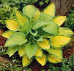 HOSTA PAUL'S GLORY #1