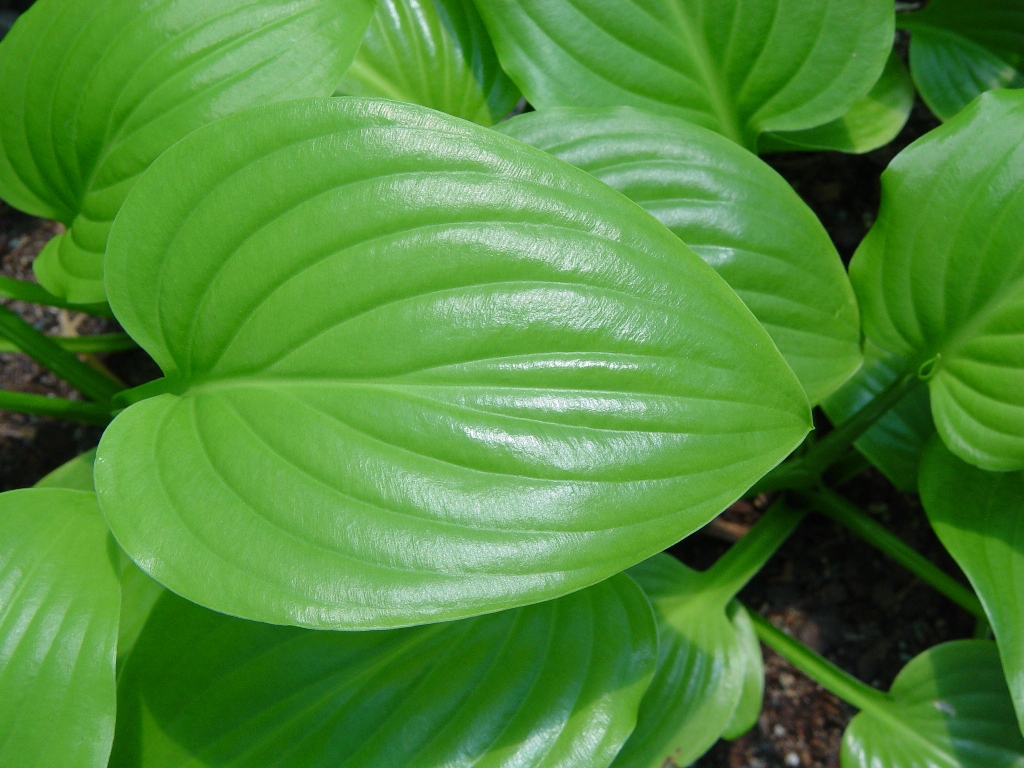 HOSTA PRAIRIE SKY #1