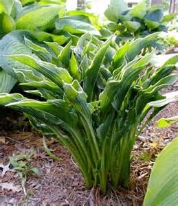 HOSTA PRAYING HANDS #1