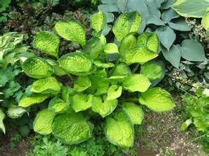 HOSTA RAINFOREST SUNRISE #1