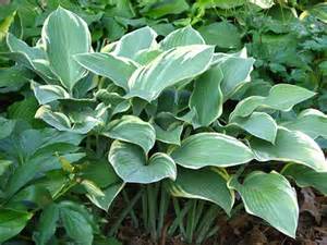HOSTA REGAL SPLENDOR #1