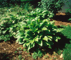 HOSTA ROYAL STANDARD #1
