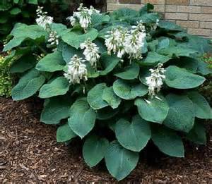 HOSTA SIE ELEGANS #1