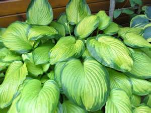 HOSTA STAINED GLASS #1