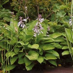 HOSTA SUM & SUBSTANCE #5