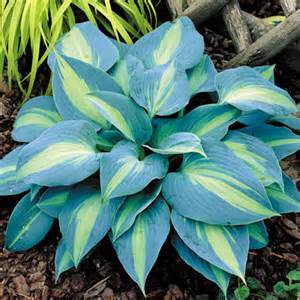 HOSTA TOUCH OF CLASS #1