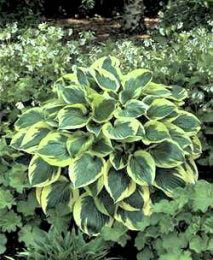 HOSTA TWILIGHT #1
