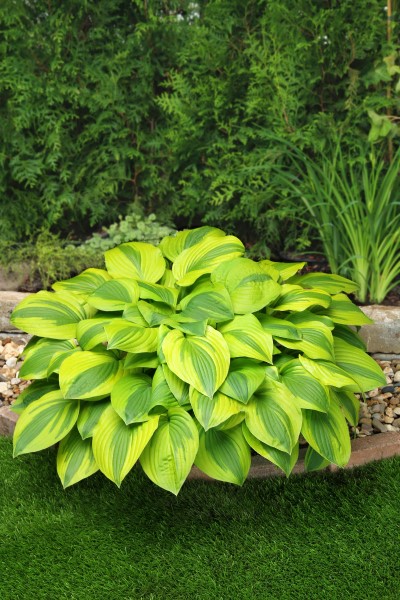 HOSTA VELVET MOON #1