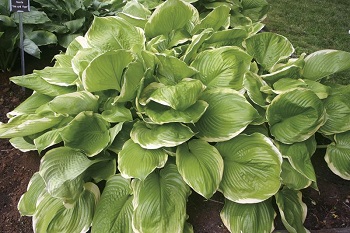 HOSTA WINTER SNOW #1