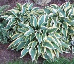 HOSTA WOLVERINE #1