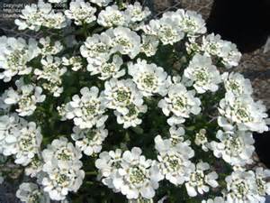 IBERIS SEM PURITY CANDYTUFT #1