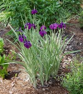 IRIS ENS VARIEGATA #1 PURP