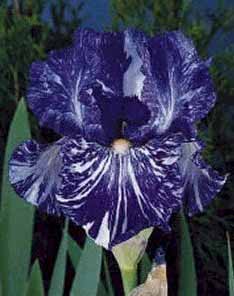 IRIS GER BATIK #1/7" ROY PURP
