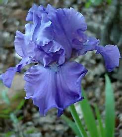 IRIS GER BREAKERS #1/7" BLUE