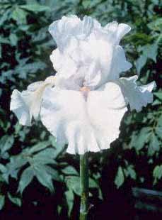IRIS GER IMMORTALITY #1/7" WHITE