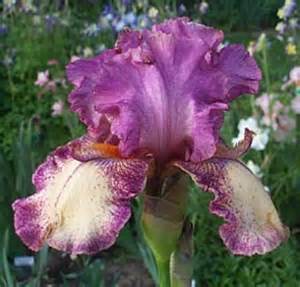 IRIS GER PURE AS GOLD #1/7" GOLD