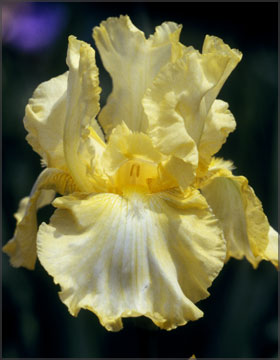 IRIS GER THATS ALL FOLKS#1/7"GLD