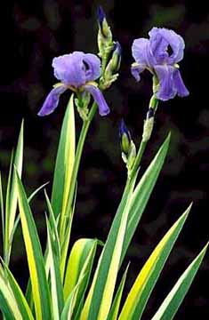 IRIS PAL VARIEGATA #1/7" WHT EDG