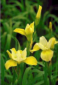 IRIS SIB BUTTER & SUGAR #1