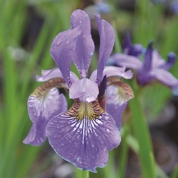 IRIS SIB CAESAR'S BROTHER #1