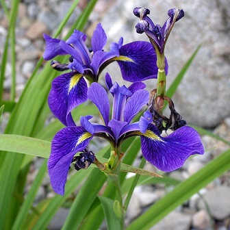 IRIS VERSICOLOR BLUE FLAG #1