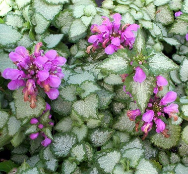 LAMIUM MAC BEACON SILVER 10C/4"