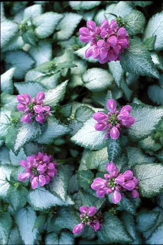 LAMIUM MAC PURPLE DRAGON 4"/10T