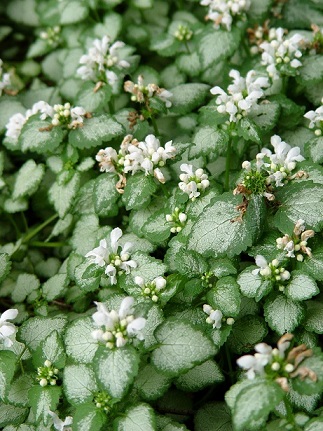 LAMIUM MAC WHITE NANCY 10CELL/4"