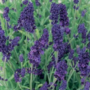 LAVANDULA ANG HIDCOTE BLUE #1