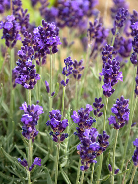 LAVANDULA ANG LAVANCE DP PURPL#1