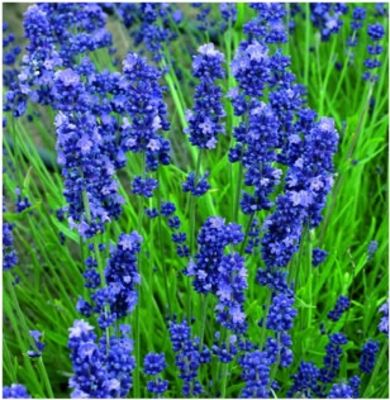 LAVANDULA SUPERBLUE #1