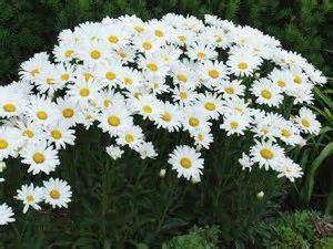 LEUCA SUP DAISY MAY #1 PW