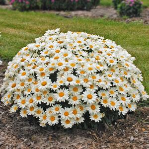 LEUCA SUP WHOOPS-A-DAISY #1
