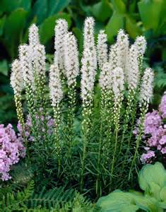 LIATRIS SPICATA WHITE #1