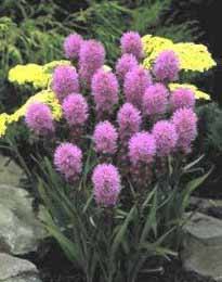 LIATRIS SPICATA KOBOLD #1