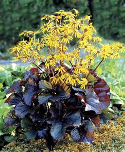 LIGULARIA BRITT-MARIE CRAWFORD#2