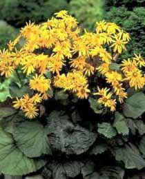 LIGULARIA DEN DESDEMONA #2